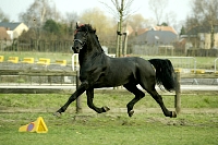 Yk Dark Danilo op 6j. leeftijd, geschoren en getoiletteerd om te starten in de sport, samen met zijn trotse eigenaar Cor Driessen